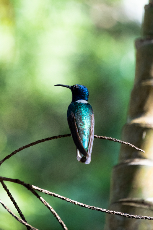 VILLA MARIA - ANIMALES-01