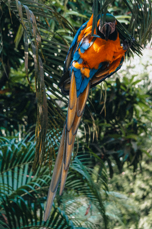 VILLA MARIA - ANIMALES-06